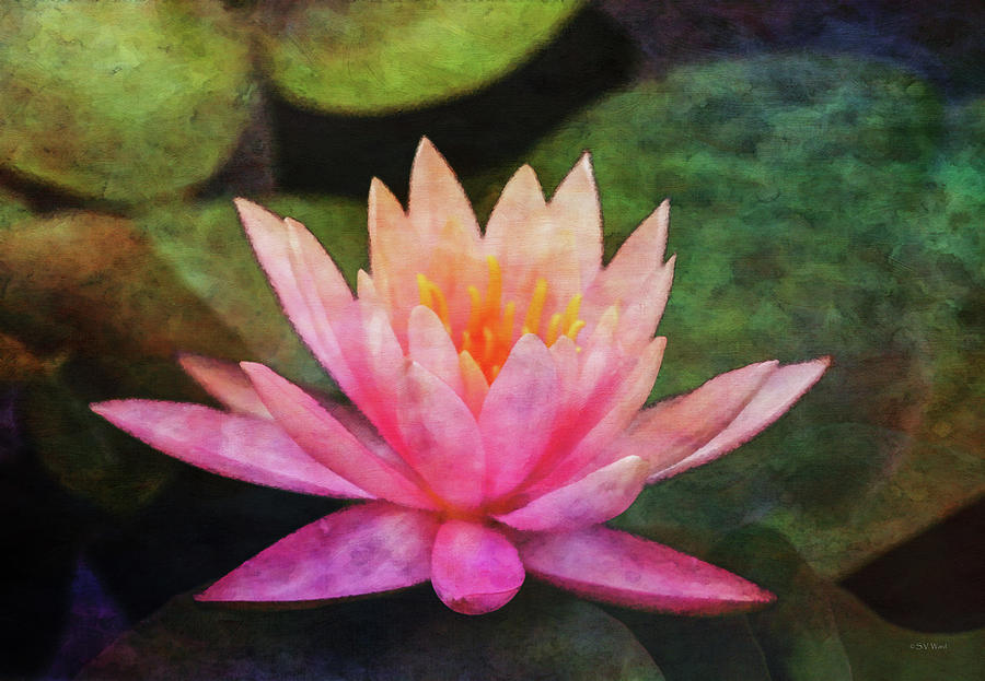 Pink Lotus 4134 Idp_2 Photograph