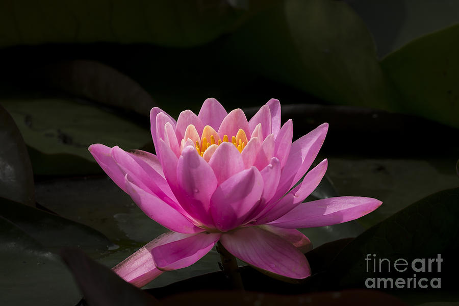 Pink Lotus Photograph by Andrea Silies