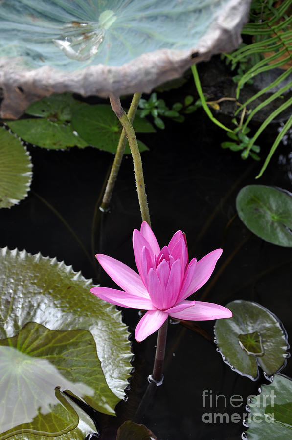 Pink Lotus Photograph by Andrew Dinh