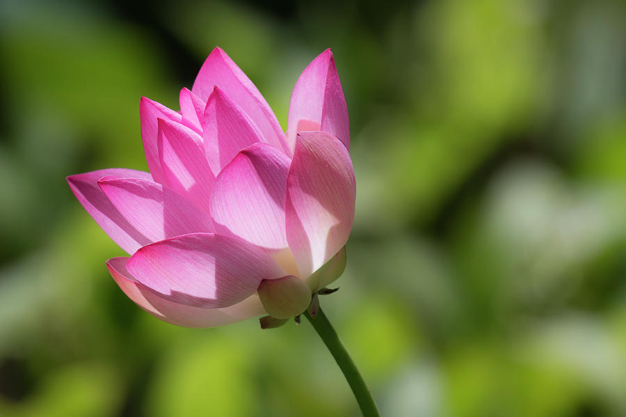 Pink Lotus Blossom Photograph by Teresa Wilson