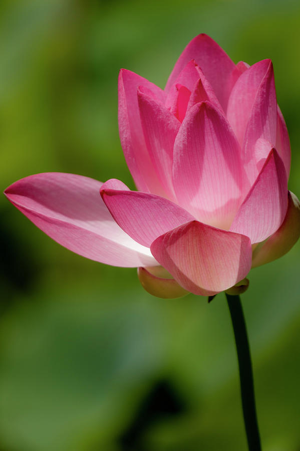 Pink Lotus Blossom Vertical Photograph by Teresa Wilson
