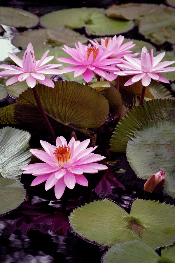 Pink Lotus Blossoms 4714 H_2 Photograph by Steven Ward