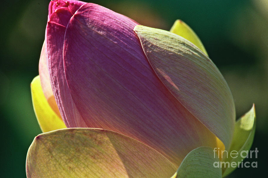 Nature Photograph - Pink lotus bud by Heiko Koehrer-Wagner