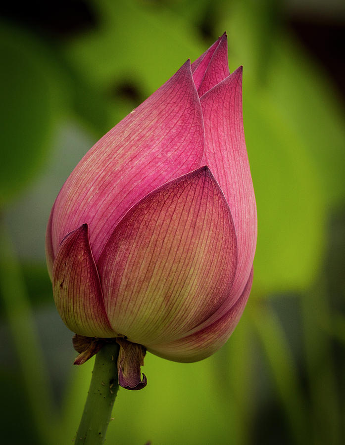 Pink Lotus Bud Photograph by Jean Noren