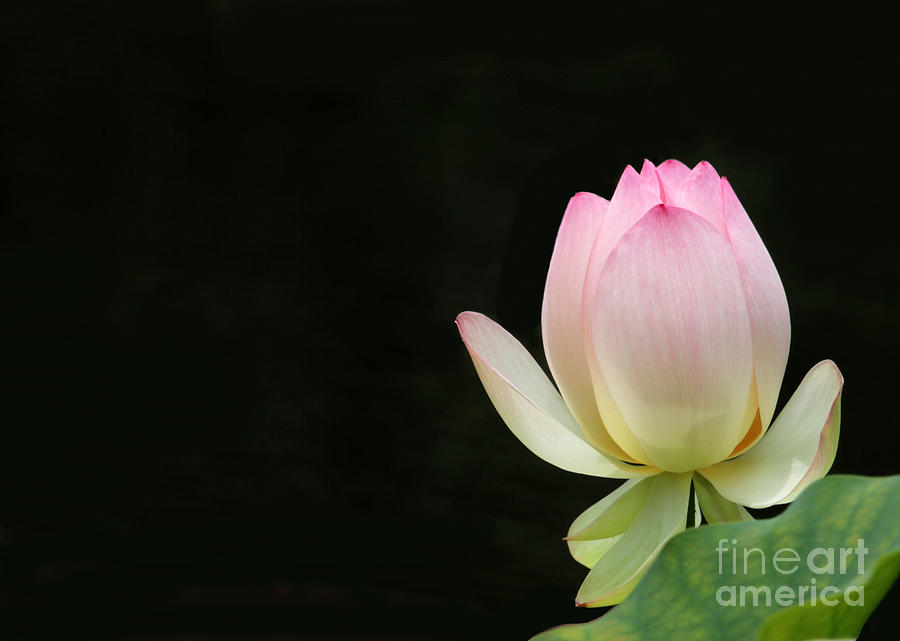 Pink Lotus Bud Photograph by Sabrina L Ryan