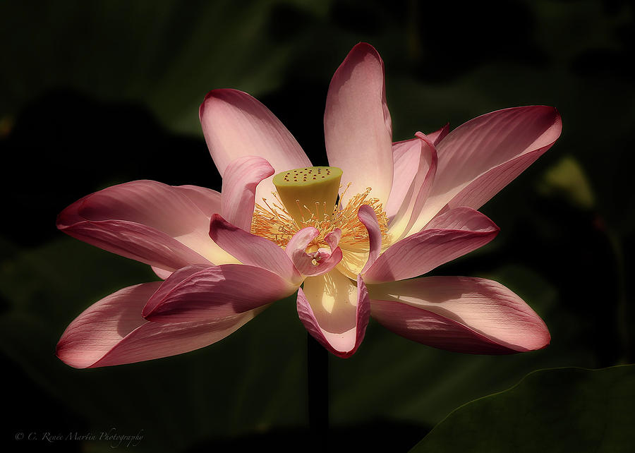 Pink Lotus Photograph by C  Renee Martin