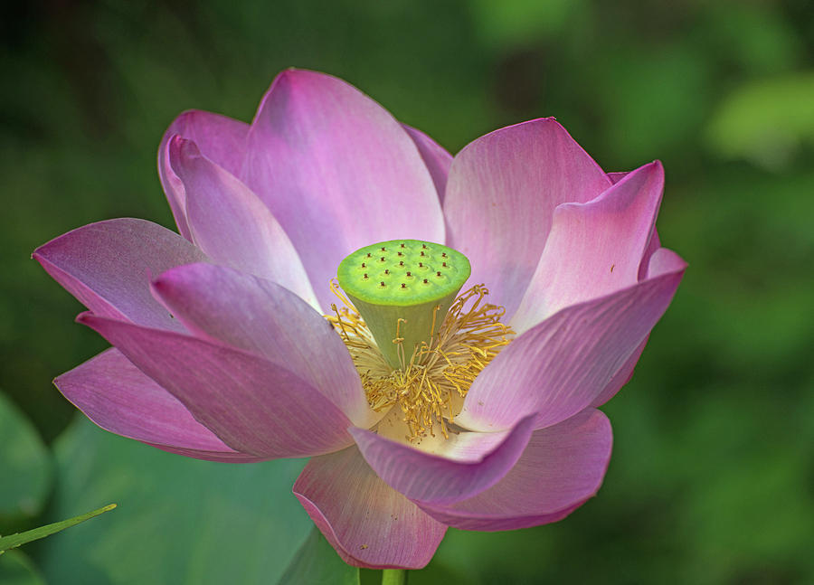 Pink Lotus Photograph by Curt Rush