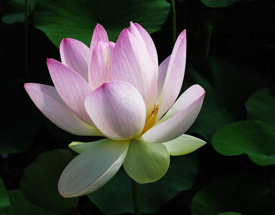 Pink Lotus Photograph by Diana Moya - Pixels