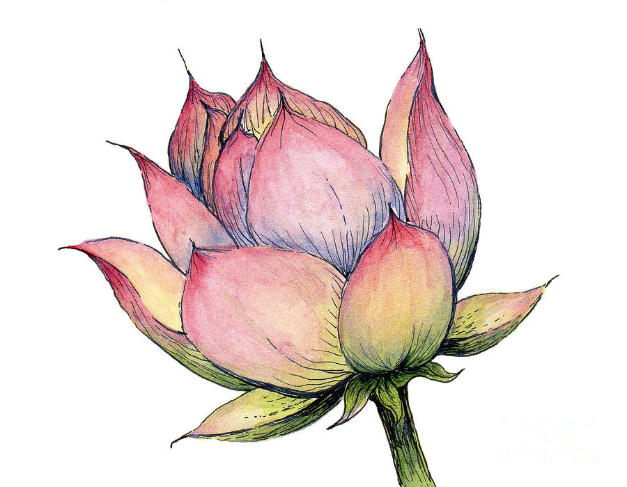 Pink Lotus Painting - Pink Lotus by Elizabeth Oertel Pink Lotus Painting - Pink Lotus by Elizabeth Oertel