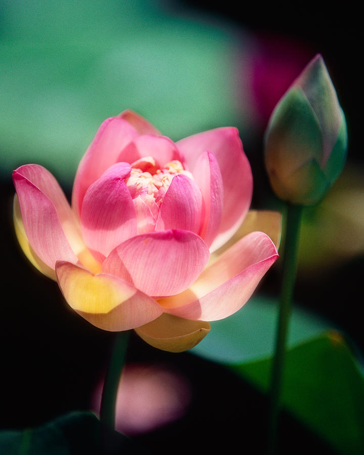 Aquatic Plant Photograph - Pink Lotus Flower by George Oze