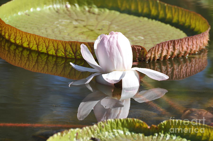 Pink Lotus Flower Photograph by Savannah Gibbs