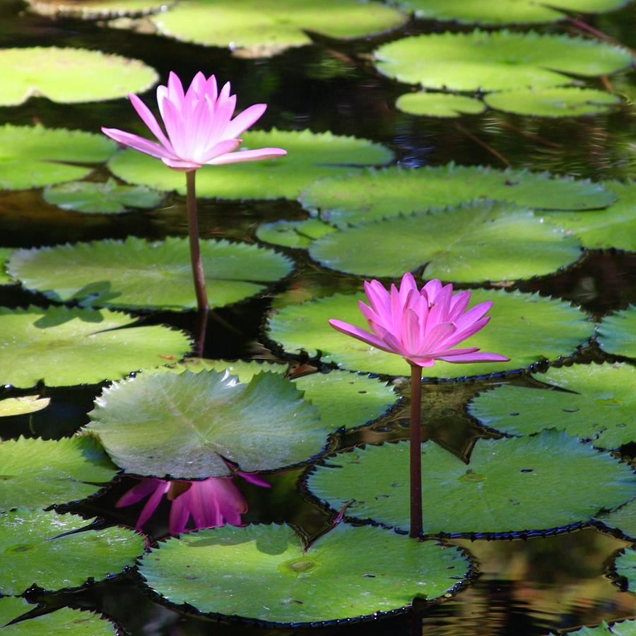 Pink Lotus Flowers Photograph by M E