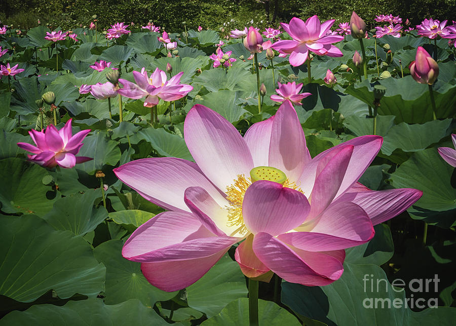Pink Lotus Garden Photograph by Karen Jorstad