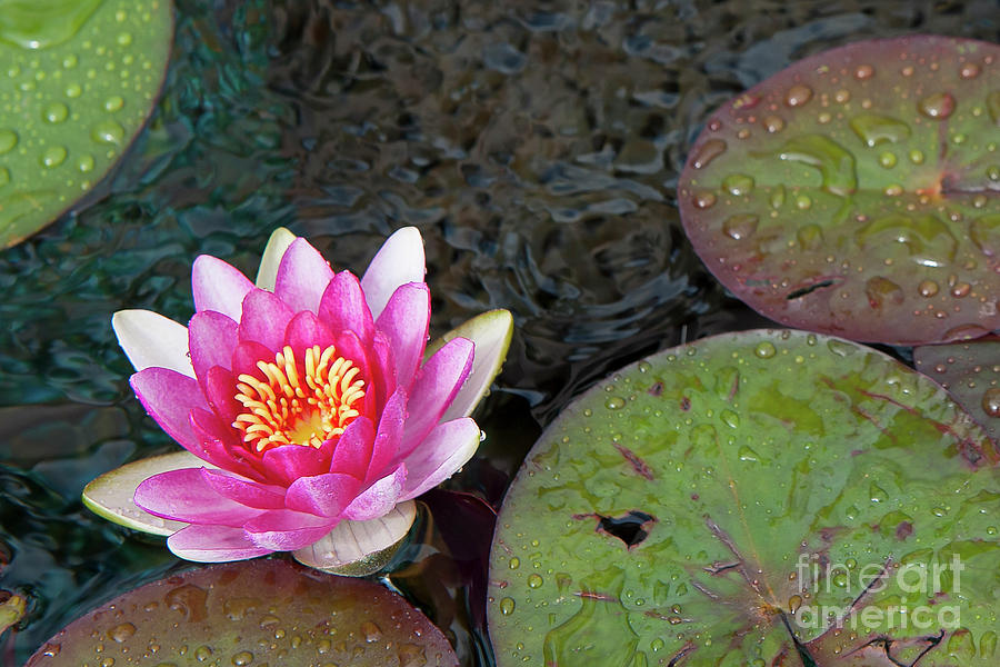 Pink Lotus Green Pods Photograph by David Zanzinger