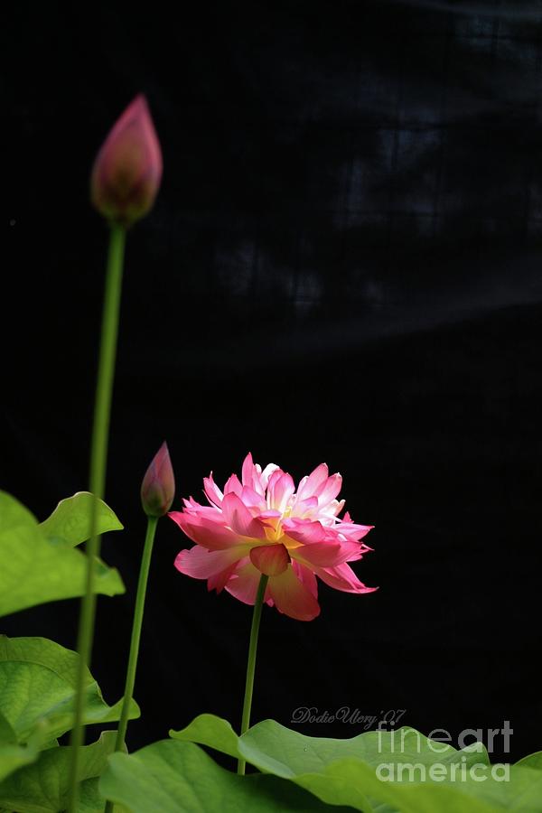 Pink lotus in black Photograph by Dodie Ulery