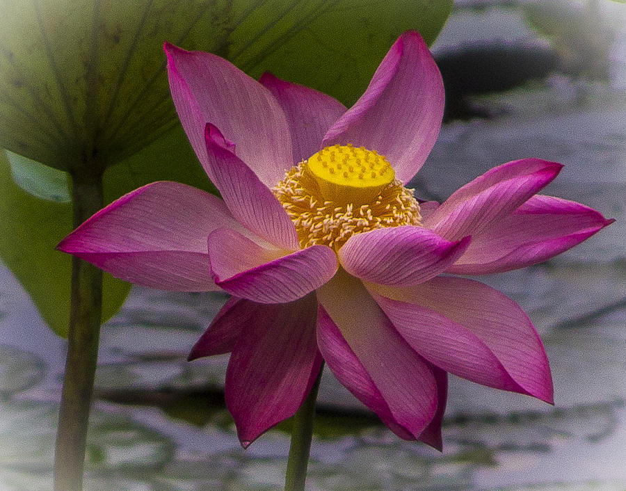 Pink Lotus in Vietnam Photograph by Venetia Featherstone-Witty