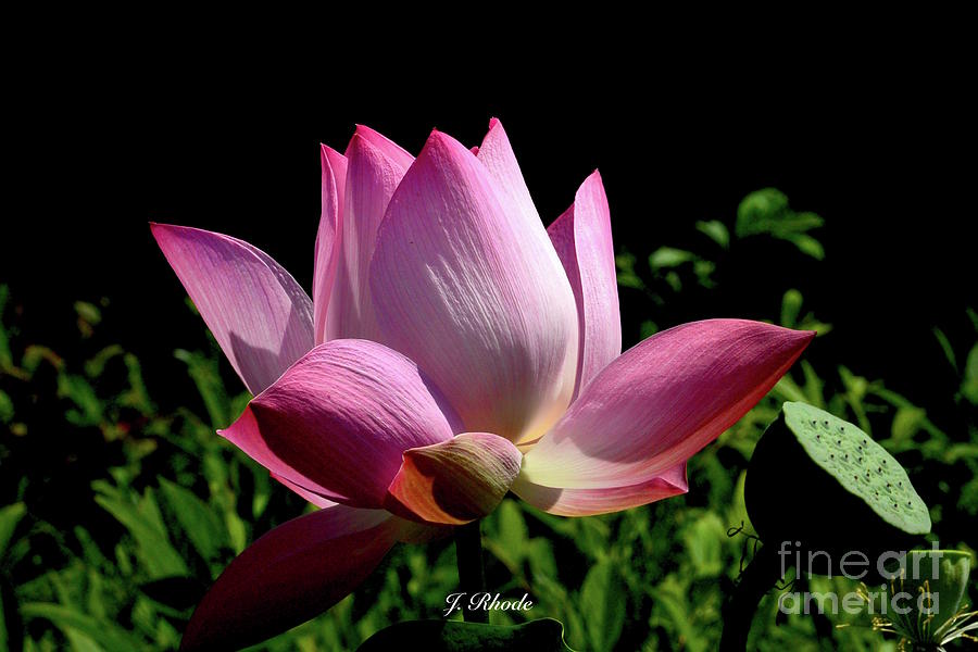 Pink Lotus  Photograph by Jeannie Rhode