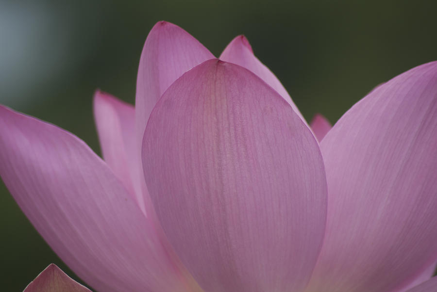 Pink Lotus  Photograph by Julie Cochran