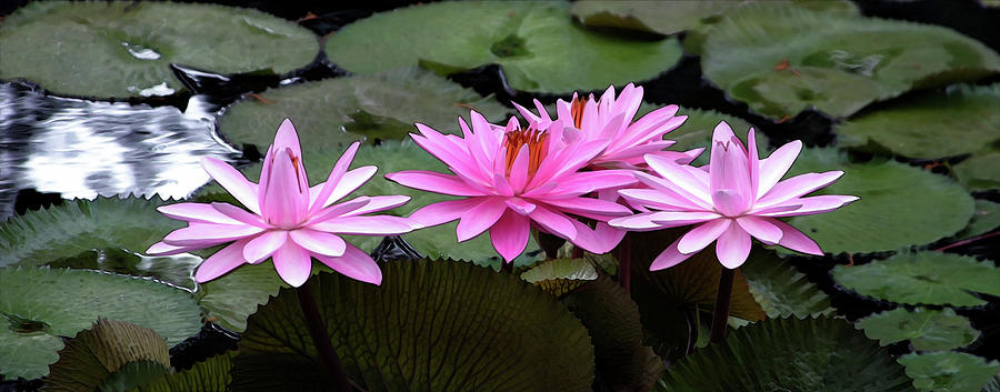 Pink Lotus Landscape 4715 H_2 Photograph by Steven Ward