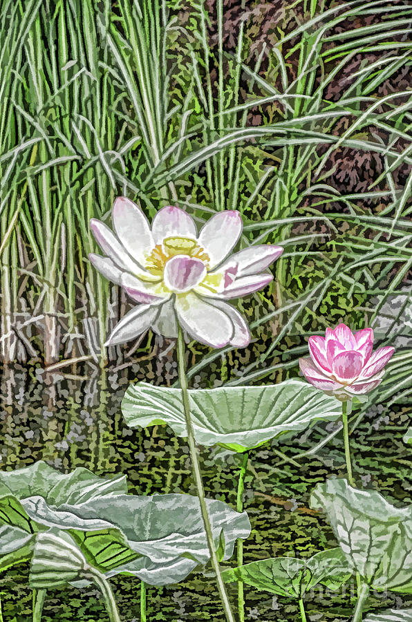 Lily Painting - Pink Lotus  by Jeelan Clark