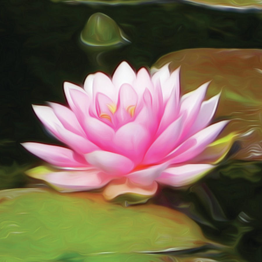 Pink Lotus Lily Flower Painting Digital Art by Safia Designs