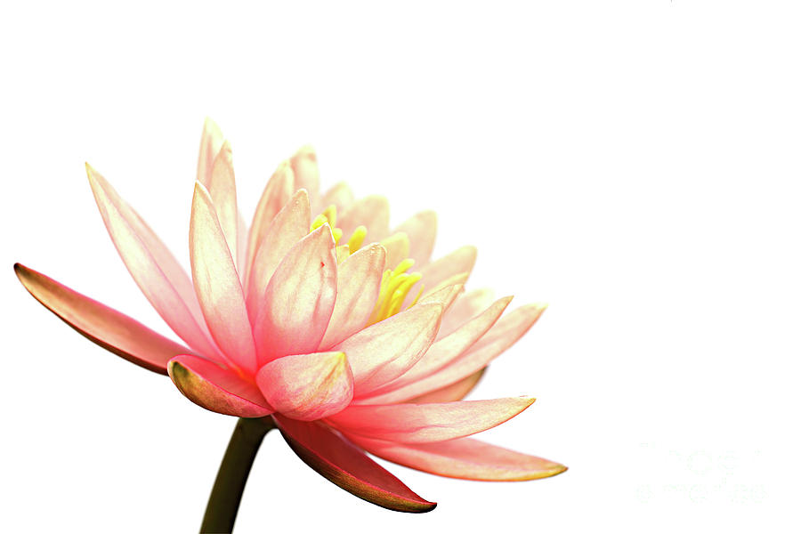 Abstract Photograph - Pink Lotus On White by Keattikorn Samarnggoon