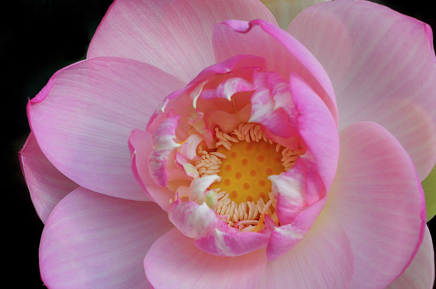 Pink Lotus Opening Photograph by Carol Eade