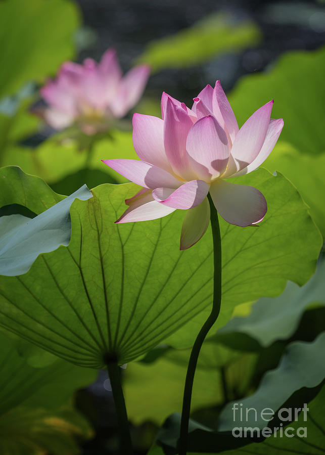 Pink Lotus Passion I Photograph by Karen Jorstad