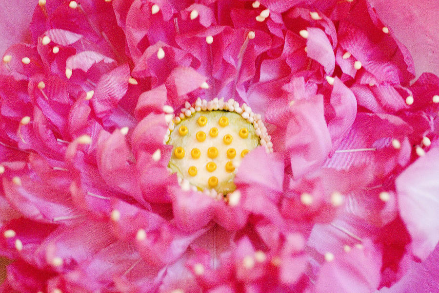 Bangkok Photograph - Pink Lotus by Ray Laskowitz - Printscapes