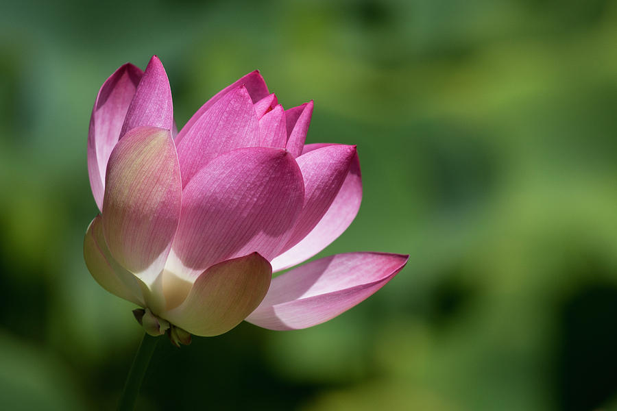 Pink Lotus Reaching For the Sun Photograph by Teresa Wilson
