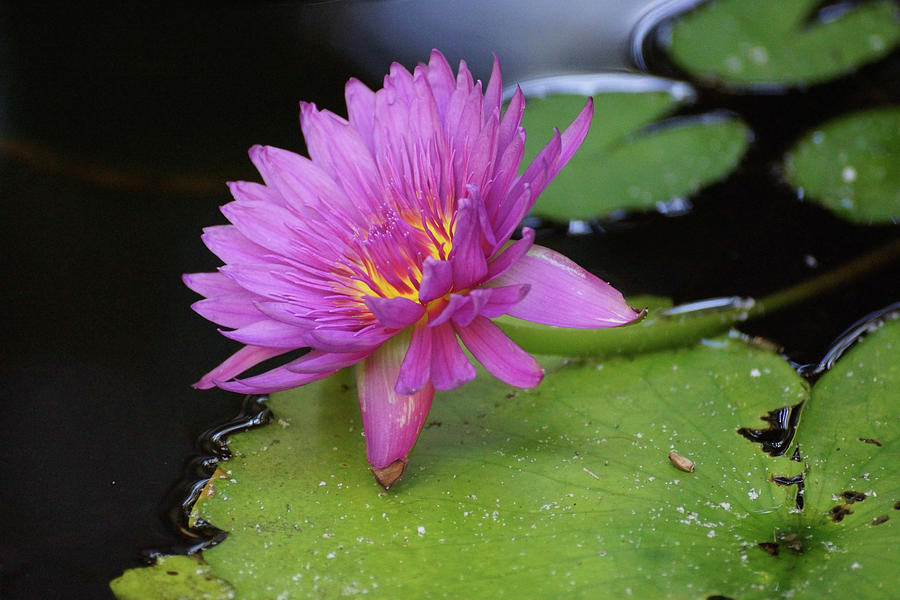 Pink Lotus Photograph by Rebekah Zivicki