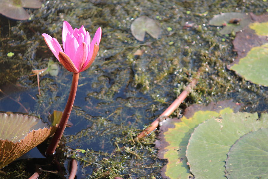Pink Lotus, Rishikesh Photograph by Jennifer Mazzucco