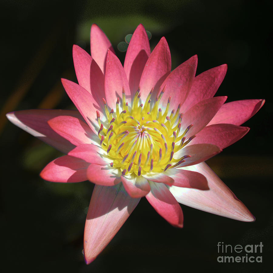 Pink Lotus Photograph