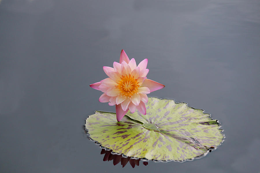 Flowers Still Life Digital Art - Pink Lotus by Sharon Batdorf