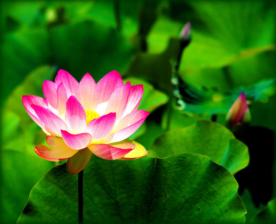 Pink Lotus Photograph by Susie Weaver