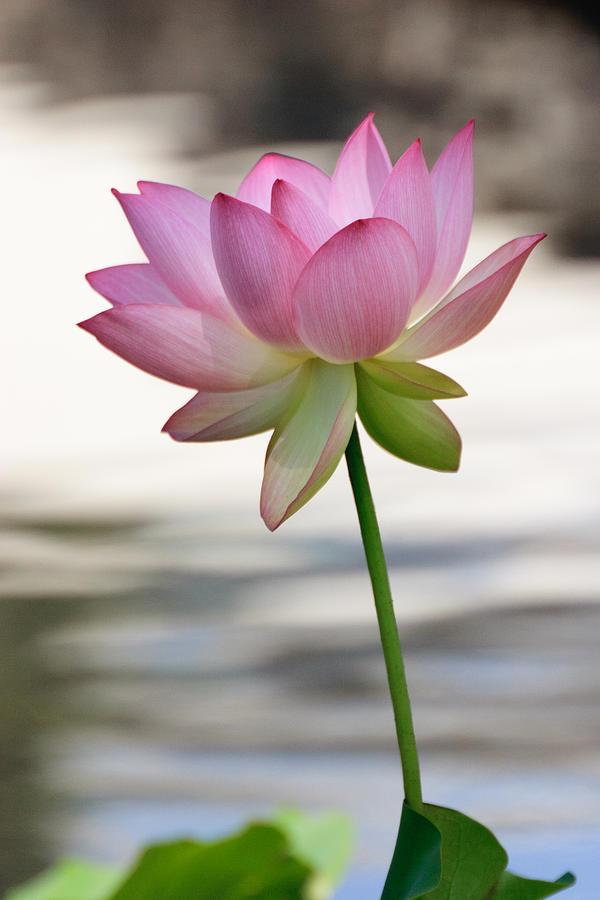 Pink Lotus Vertical Photograph by Dina Calvarese