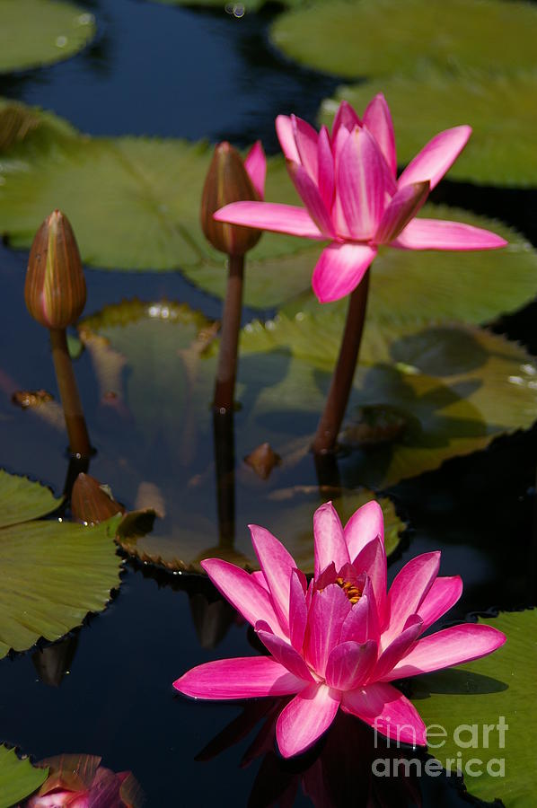 Pink Lotus Waterlilies Photograph by Jackie Irwin