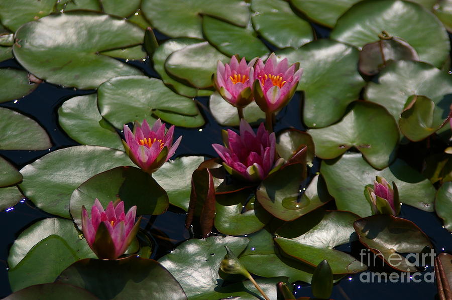 Pink Lotus Waterlily Cluster Photograph by Jackie Irwin