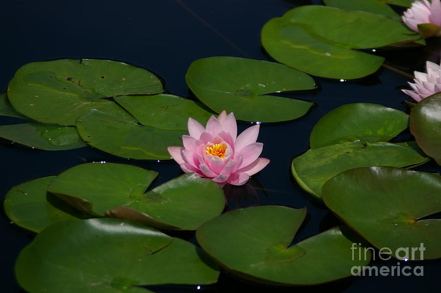 Pink Lotus Waterlily Flower Photograph by Jackie Irwin