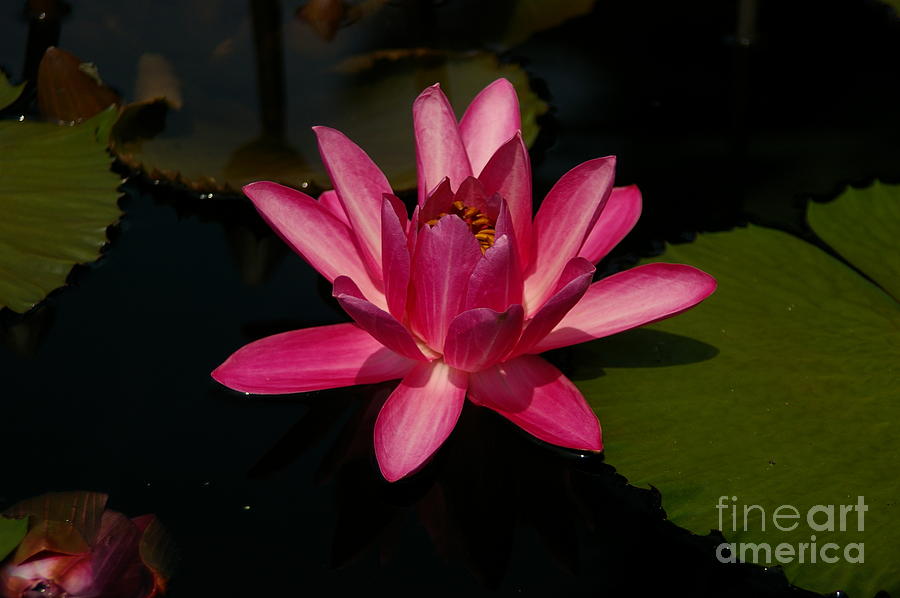 Pink Lotus Waterlily Photograph by Jackie Irwin