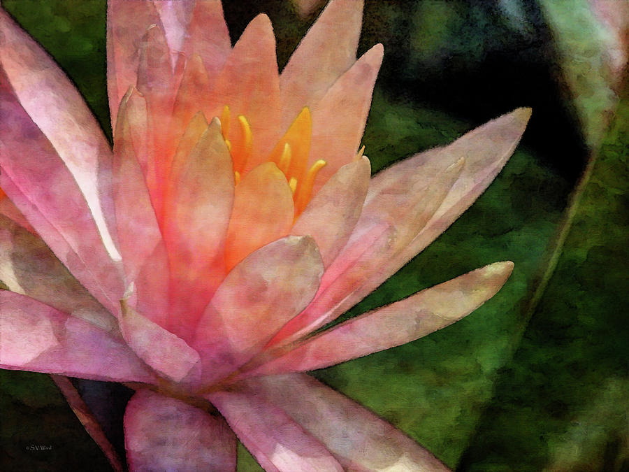 Pink Lotus 4575 IDP_2 Photograph by Steven Ward