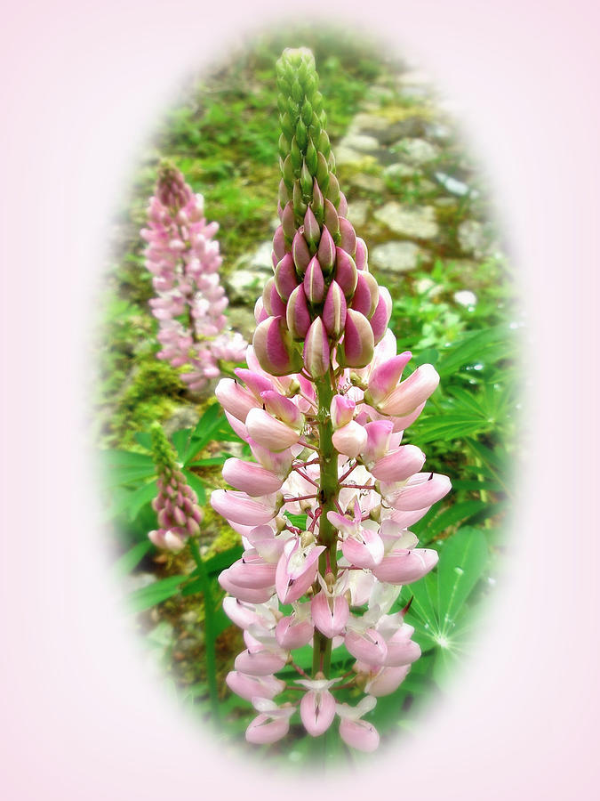 Flower Photograph - Pink Lupin Flowers by Carol Senske