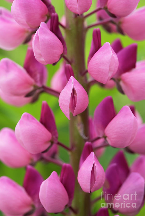 Pink Lupin Photograph by Tim Gainey
