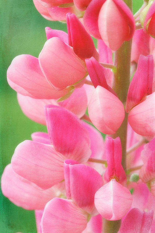 Pink Lupine 974 Photograph by Cindi Ressler