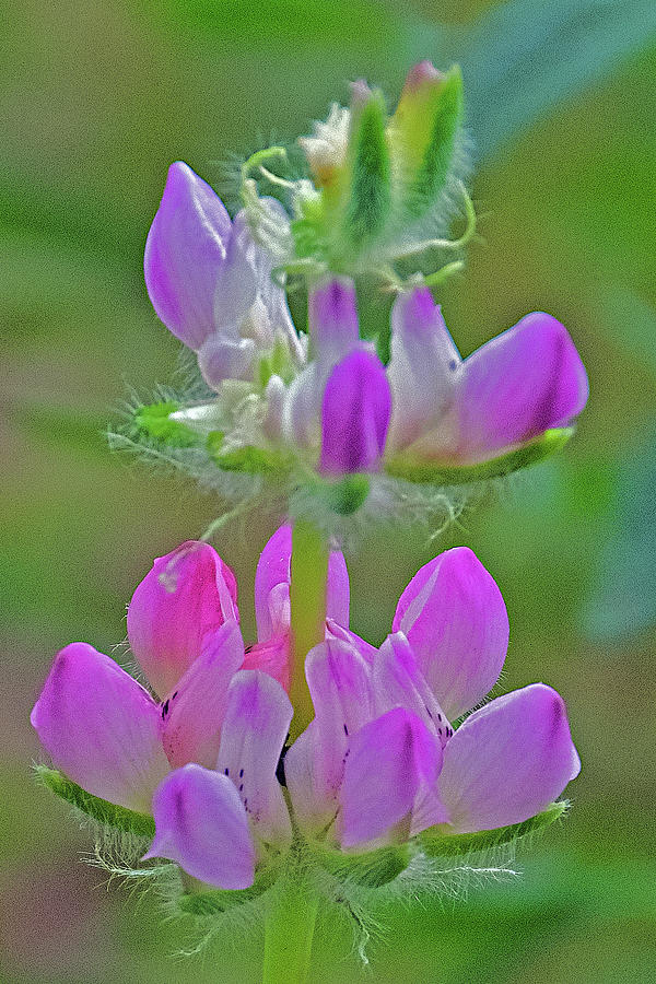 Pink Lupine in Rancho Santa Ana Botanic Gardens, Claremont-California Photograph by Ruth Hager