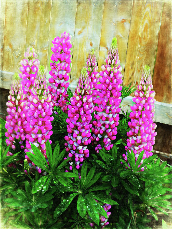 Pink Lupine Photograph by Leslie Montgomery