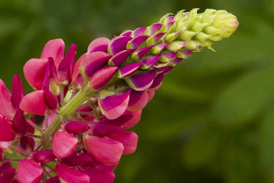 Spring Photograph - Pink Lupine by Lindley Johnson