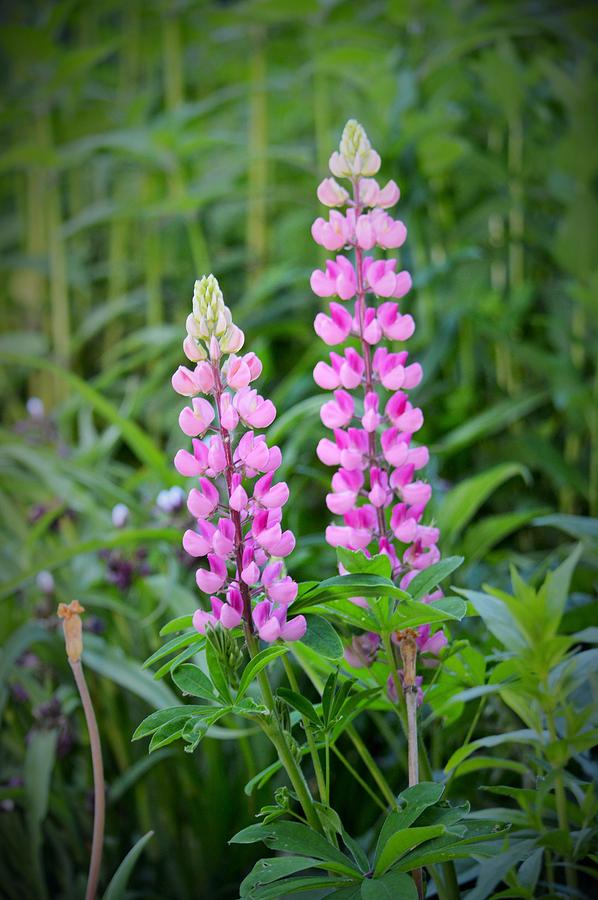 Pink Lupine Pair Photograph by Lena Hatch