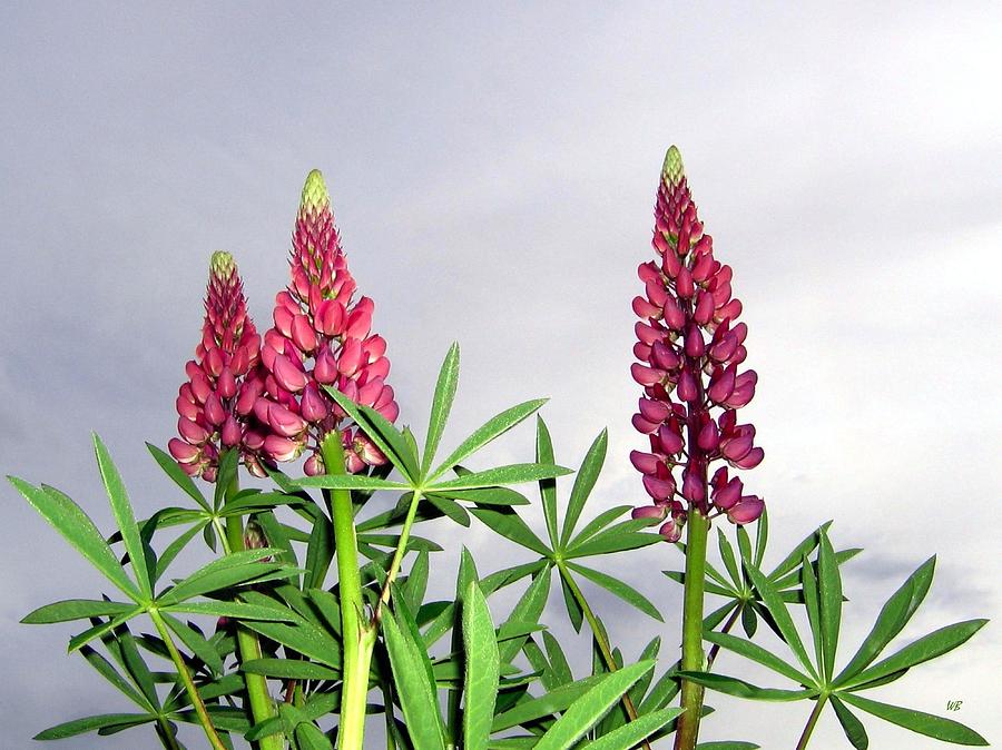 Pink Lupins Photograph by Will Borden