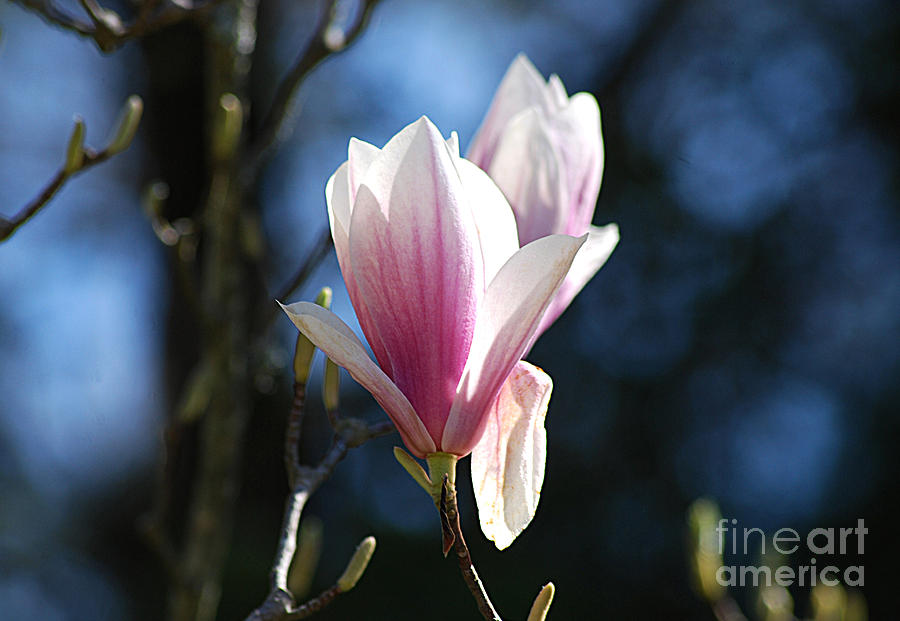 Pink Magnolia 20120402_129a Photograph by Tina Hopkins